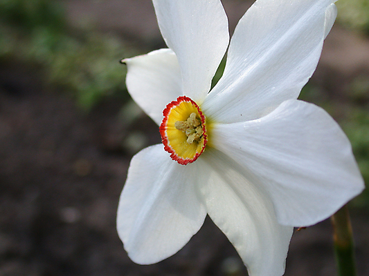 포토 JPG 해외이미지 식물 계절 꽃잎 꽃 백그라운드 잎 꽃무늬 자연 사람없음 빨간색 초록색 노란색 정원 봄 벚꽃 신선 개화 닫기 데이지 꽃가루 수선화 해외202004 해외포토 컬러 무늬 모션 가루 생태계 파일형식 이미지허브