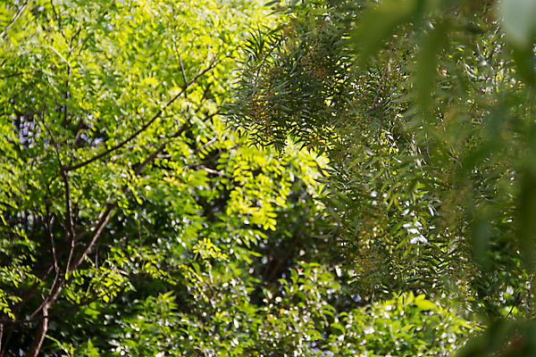 포토 JPG 해외이미지 나무 식물 계절 공원 여행 백그라운드 잎 패턴 밭 자연 하늘 포도 추상 씨앗 풍경 사람없음 야외 장식 초록색 여름 파란색 빛 우주 와인 정원 계곡 봄 이탈리아 나뭇가지 신선 소프트포커스 숲 질감 포도나무 내추럴 해외202004 해외포토 공공시설 유럽 컬러 무늬 농업 과일 주류 촬영기법 과일나무 생태계 파일형식 이미지허브