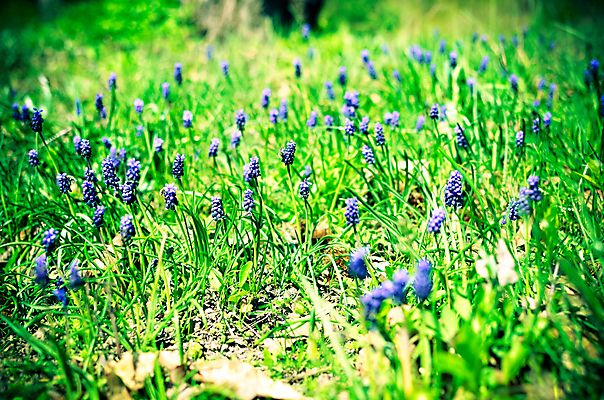 포토 JPG 해외이미지 식물 계절 공원 꽃잎 꽃 줄기 백그라운드 잎 꽃무늬 밭 자연 포도 부활절 사람없음 야외 장식 초록색 여름 파란색 컬러풀 정원 보라색 봄 활발 성장 벚꽃 신선 개화 작음 5월 원예 내추럴 히아신스 많음 해외202004 해외포토 공공시설 기념일 컬러 컨셉 무늬 농업 과일 취미 날짜 크기 생태계 파일형식 이미지허브
