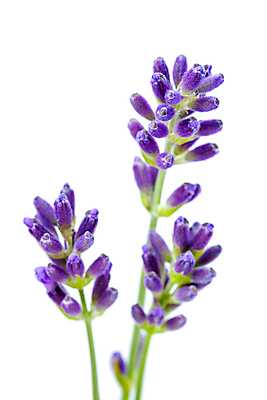 포토 JPG 해외이미지 식물 꽃 백그라운드 꽃무늬 자연 사람없음 여름 약 정원 보라색 흰색 다발 허브 향수 유기농 원예 향기 냄새 아로마 향 아로마테라피 라벤더 라일락 내추럴 고립 해외202004 해외포토 웰빙 계절 컬러 무늬 의학 취미 화장품 생태계 테라피 파일형식 이미지허브