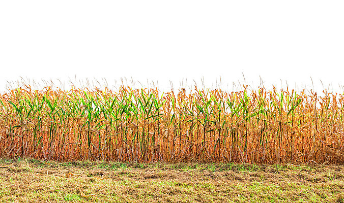 포토 JPG 해외이미지 음식 농업 파노라마 옥수수 사람없음 빨간색 초록색 농작물 컬러풀 농장 수확 시골 먹기 연료 해외202004 해외포토 산업 컬러 모션 곡류 촬영기법 파일형식 이미지허브