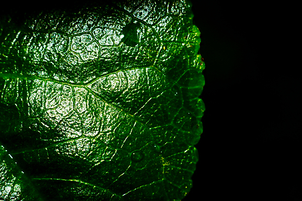 포토 JPG 해외이미지 백그라운드 잎 자연 날씨 추상 건강 사람없음 야외 초록색 물 여름 환경 정원 침묵 봄 거품 젖음 성장 물방울 신선 액체 칼날 닫기 떨어짐 보호 이슬 빗방울 뿌리기 허브 에코 질감 돌봄 해외202004 해외포토 자연요소 식물 계절 컬러 컨셉 무늬 모션 소리 비_날씨 생태계 파일형식 이미지허브