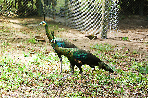 포토 JPG 해외이미지 나무 동물 1 야생동물 백그라운드 잎 오렌지 노래 자연 조류 휴식 종류 앉기 사람없음 야외 빨간색 초록색 파란색 우주 봄 회색 흰색 나뭇가지 공작 묘사 싱글 생물학 서식지 생태학 해외202004 해외포토 식물 계절 교육 음악 컬러 컨셉 과일 모션 생태계 파일형식 이미지허브