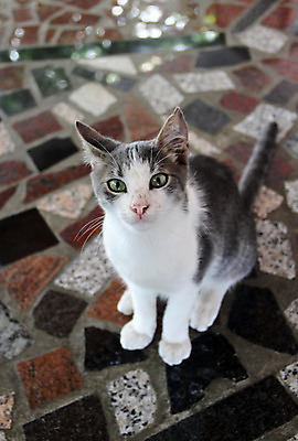 포토 JPG 해외이미지 동물 거리 바닥 주택 앉기 사람없음 반려동물 고양이 회색 흰색 달콤 작음 해외202004 해외포토 컬러 포유류 모션 건물 맛 크기 파일형식 이미지허브