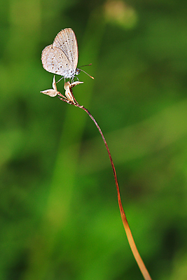 포토 JPG 해외이미지 꽃 유럽 야생동물 분홍색 나비 곤충 백그라운드 꽃무늬 신체 날개 태국 자연 날리기 추상 안테나 앉기 풍경 사람없음 야외 초록색 여름 빛 컬러풀 햇빛 머리 환경 맑음 봄 활발 생물학 꽃가루 꿀 취급주의 해외202004 해외포토 식물 동물 계절 교육 나라 아시아 컬러 컨셉 무늬 통신 모션 날씨 경고 신체부위 태양 가루 생태계 파일형식 이미지허브