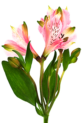 포토 JPG 해외이미지 식물 계절 꽃잎 꽃 문화 줄기 분홍색 결혼 백그라운드 꽃무늬 패턴 자연 휴가 발렌타인데이 선물 사랑 이벤트 사람없음 빨간색 세로 초록색 침묵 봄 벚꽃 흰색 신선 꽃집 심볼 오브젝트 심플 고립 해외202004 해외포토 감정 컬러 무늬 데이이벤트 상점 소리 생태계 파일형식 이미지허브