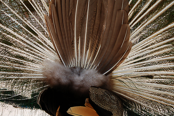 포토 JPG 해외이미지 동물 공원 남자 야생동물 날개 자연 조류 사람없음 춤 공작 깃털 꿩 해외202004 해외포토 공공시설 문화예술 사람 생태계 파일형식 이미지허브