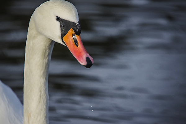 포토 JPG 해외이미지 유럽 노르웨이 사람없음 야외 우아함 스칸디나비아 해외202004 해외포토 나라 컨셉 파일형식 이미지허브