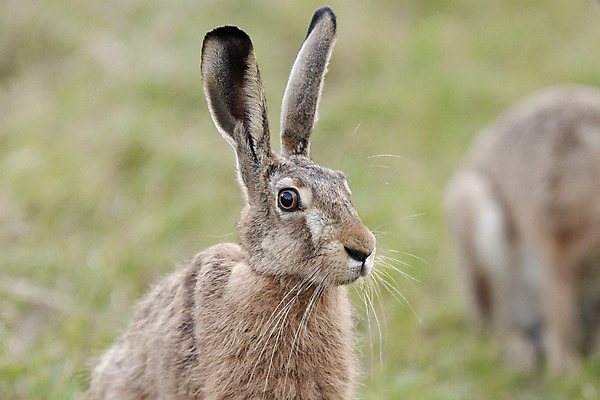 포토 JPG 해외이미지 주간 응시 야생동물 두마리 근접촬영 잔디 사람없음 야외 아웃포커스 토끼 산토끼 해외포토 자연요소 식물 동물 시선 뷰포인트 2 포유류 촬영기법 반려동물 파일형식 이미지허브