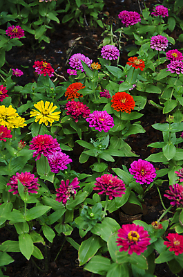 포토 JPG 해외이미지 식물 전통 디자인 옷 계절 공원 꽃잎 꽃 분홍색 백그라운드 잎 꽃무늬 패턴 밭 오렌지 바지 자연 표면 풍경 사람없음 야외 장식 빨간색 초록색 여름 파란색 청춘 컬러풀 노란색 유행 정원 어둠 봄 활발 벚꽃 흰색 직물 도시 면 정상 작음 남색 벌 원예 질감 땀 캔버스 섬유 내추럴 그런지 옛날 스타일 해외202004 해외포토 공공시설 컬러 곤충 컨셉 무늬 농업 과일 하의 취미 크기 생태계 파일형식 이미지허브