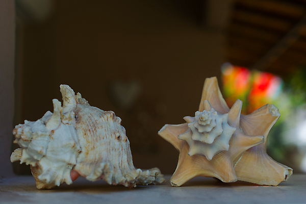 포토 JPG 해외이미지 동물 별 바다 파충류 휴가 연체동물 3 사람없음 장식 물 여름 숫자 수영 껍질 흰색 죽음 치아 보호 상품 수집 크림 싱크대 보안 홍합 수족관 내추럴 생존 해외202004 해외포토 자연요소 문자 계절 컬러 컨셉 어패류 무척추동물 안전 수상스포츠 소화기관 개수대 파일형식 이미지허브