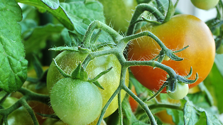 포토 JPG 해외이미지 식물 음식 잎 농업 토마토 채소 과일 자연 사람없음 초록색 정원 성장 신선 그룹 모피 오브젝트 세련 해외202004 해외포토 산업 컬러 생태계 파일형식 이미지허브