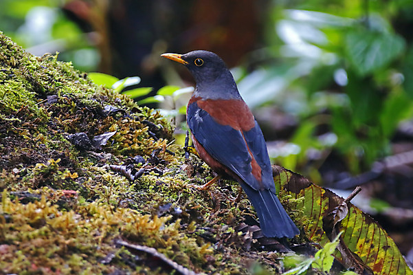 포토 JPG 해외이미지 나무 동물 여자 남자 아시아 얼굴 야생동물 백그라운드 날개 자연 조류 사람없음 야외 목재 가로 초록색 컬러풀 머리 환경 나뭇가지 막대기 닫기 숲 깃털 꼬리 부리 서식지 생태학 이국적 해외202004 해외포토 식물 교육 나라 컬러 재료 모션 사람 신체부위 생태계 파일형식 이미지허브