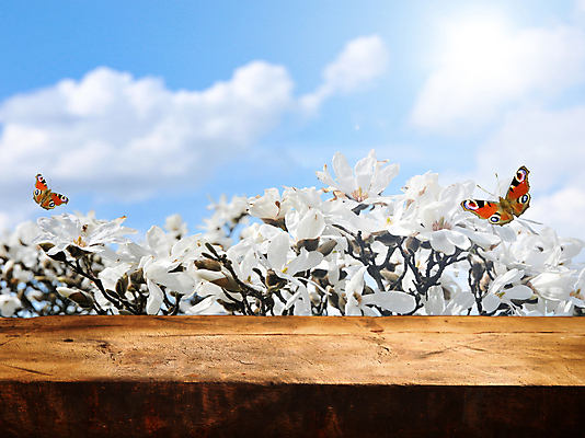 포토 JPG 해외이미지 식물 구름 계절 꽃 나비 꽃무늬 밭 탁자 하늘 바닥 풍경 잔디 사람없음 야외 목재 초록색 파란색 햇빛 태양 노란색 항구 정원 맑음 봄 벚꽃 흰색 시골 널 정상 땅 갑판 데이지 목련 단상 내추럴 캐모마일 평야 해외202004 해외포토 자연요소 나무 컬러 가구 곤충 무늬 농업 배_교통 재료 교통시설 자연 날씨 허브 파일형식 이미지허브