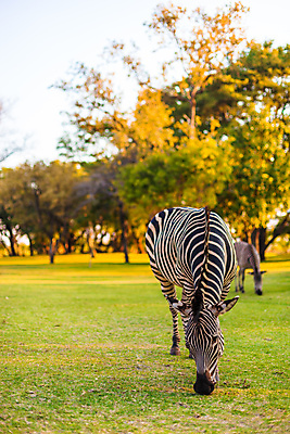 포토 JPG 해외이미지 동물 야생동물 2 아프리카 사람없음 옆모습 머리 걷기 줄무늬 산책 흰색 쌍 그룹 닫기 방목 사파리 싱글 얼룩말 갈기 목 남쪽 고립 남아프리카 블러 사바나 평야 해외202004 해외포토 나라 뷰포인트 컬러 무늬 모션 자연 휴식 신체부위 말_동물 축산업 방향 파일형식 이미지허브