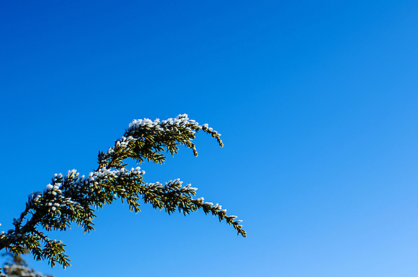 포토 JPG 해외이미지 식물 구름 겨울 자연 하늘 아침 스웨덴 사람없음 가로 초록색 파란색 햇빛 환경 맑음 냉동 봄 흰색 나뭇가지 향신료 속도 매움 서리 날카로움 상록수 침엽수 내추럴 해외202004 해외포토 주간 자연요소 나무 계절 컬러 날씨 북유럽 태양 맛 생태계 향미료 파일형식 이미지허브