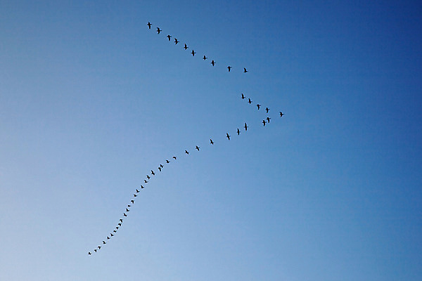 포토 JPG 해외이미지 동물 구름 실루엣 야생동물 여행 백그라운드 이동 캐나다 겨울 날개 가족 자연 조류 하늘 날씨 사람없음 야외 가로 파란색 검은색 사진촬영 달 그룹 속도 거위 철새 해외202004 해외포토 자연요소 계절 컬러 컨셉 북아메리카 관계 촬영기법 촬영 생태계 파일형식 이미지허브