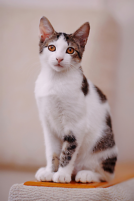 포토 JPG 해외이미지 동물 척추동물 장난 포유류 자연 수염 털 사람없음 반려동물 검은색 고양이 줄무늬 우정 회색 작음 오브젝트 호기심 꼬리 귀 육식동물 얼룩무늬 솜털 수의사 집게발 해외202004 해외포토 감정 컬러 컨셉 무늬 신체부위 친구 의사 크기 생태계 파일형식 이미지허브