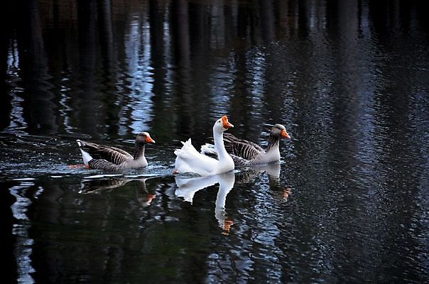 포토 JPG 해외이미지 동물 1 호수 야생동물 백그라운드 패턴 자연 벽지 조류 사람없음 야외 물 반사 평화 귀여움 환경 수영 화목 침묵 놀람 자유 코트 비행 연못 우아함 깃털 호기심 목 거위 고립 동물상 혼자 해외202004 해외포토 자연요소 감정 컨셉 무늬 표정 신체부위 조형물 소리 외투 수상스포츠 생태계 파일형식 이미지허브
