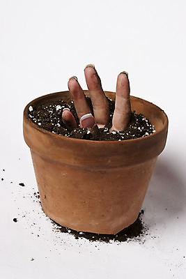 포토 JPG 해외이미지 식물 손 지구 컨셉 손가락 자연 아이디어 사람없음 햇빛 새싹 정원 흙 봄 성장 죽음 손톱관리 피부 순환 먼지 심기 해외202004 해외포토 계절 모션 신체부위 태양 네일아트 생태계 파일형식 이미지허브