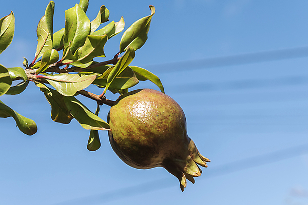 포토 JPG 해외이미지 모양 나무 꽃 음식 분홍색 잎 농업 오렌지 과일 따뜻함 씨앗 사람없음 장식 빨간색 갈색 정원 수확 조직 지중해 관목 부드러움 광택 석류 수류탄 그라나다 깊이 숙성 신맛 아열대 세련 해외202004 해외포토 식물 산업 무기 바다 컬러 감각 스페인 맛 파일형식 이미지허브