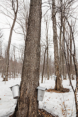 포토 JPG 해외이미지 나무 전통 계절 단풍 캐나다 겨울 자연 사람없음 목재 금속 봄 젖음 흐름 물방울 떨어짐 숲 설탕 수집 철 양동이 시럽 알루미늄 판잣집 해외202004 해외포토 식물 컨셉 잎 북아메리카 재료 재질 주택 생태계 파일형식 이미지허브