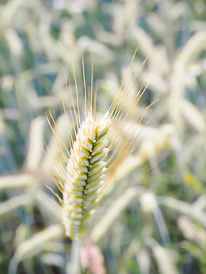 포토 JPG 해외이미지 식물 계절 산업 음식 줄기 백그라운드 밭 농업 자연 옥수수 씨앗 풍경 사람없음 초록색 여름 농작물 햇빛 농장 노란색 맑음 수확 성장 시골 황금 낟알 땅 시리얼 밀 유기농 보리 밀짚 숙성 호밀 해외202004 해외포토 웰빙 컬러 날씨 곡류 태양 짚 생태계 파일형식 이미지허브