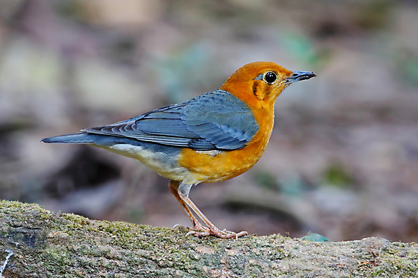 포토 JPG 해외이미지 나무 동물 여자 남자 아시아 얼굴 야생동물 백그라운드 날개 오렌지 자연 조류 사람없음 야외 목재 가로 초록색 컬러풀 머리 환경 나뭇가지 막대기 닫기 숲 깃털 꼬리 부리 서식지 생태학 이국적 해외202004 해외포토 식물 교육 나라 컬러 과일 재료 모션 사람 신체부위 생태계 파일형식 이미지허브