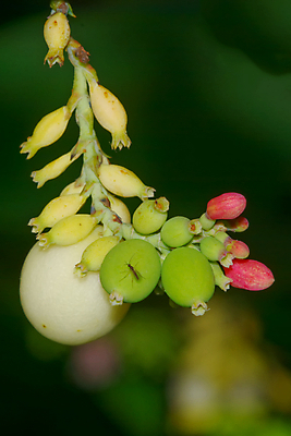 포토 JPG 해외이미지 나무 식물 계절 꽃 줄기 백그라운드 잎 자연 사람없음 초록색 새싹 정원 봄 성장 벚꽃 흰색 나뭇가지 신선 닫기 고립 해외202004 해외포토 컬러 모션 생태계 파일형식 이미지허브