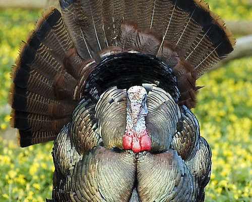 포토 JPG 해외이미지 남자 야생동물 자연 조류 사람없음 전시 추수감사절 칠면조 짝짓기 해외202004 해외포토 동물 기독교 사람 생태계 파일형식 이미지허브