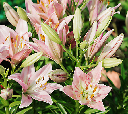 포토 JPG 해외이미지 식물 꽃잎 꽃 분홍색 꽃다발 잎 꽃무늬 자연 동양인 취미 사람없음 야외 장식 초록색 여름 머리 봄 그룹 다발 원예 꽃수술 해외202004 해외포토 계절 컬러 무늬 인종 신체부위 생태계 파일형식 이미지허브