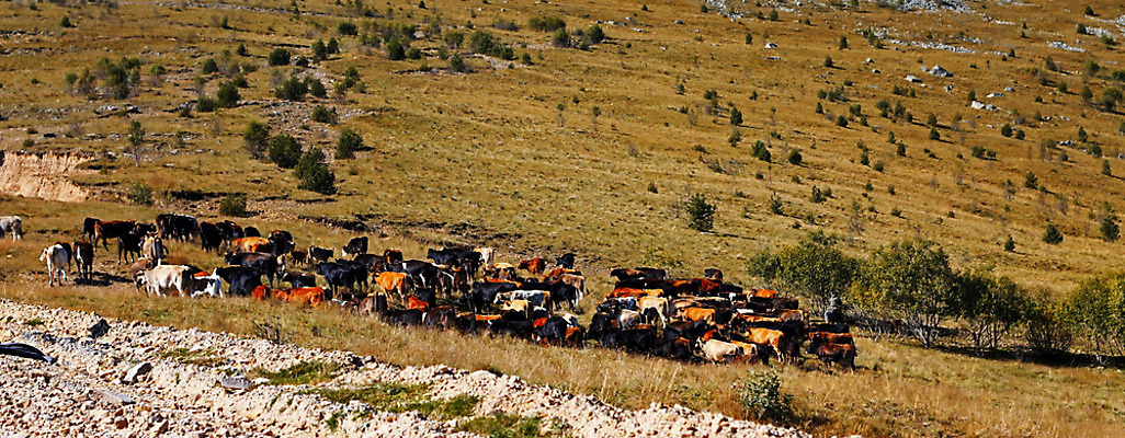 포토 JPG 해외이미지 나무 식물 동물 농업 포유류 자연 산 풍경 사람없음 농장 농경지 걷기 목장 소고기 시골 그룹 소 방목 내추럴 밭일 많음 해외202004 해외포토 산업 컨셉 모션 육류 축산업 생태계 파일형식 이미지허브