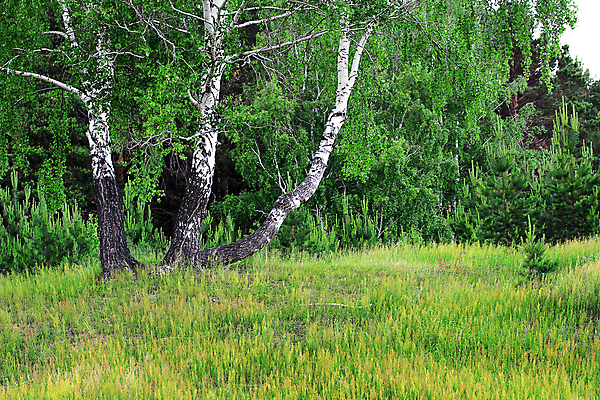 포토 JPG 해외이미지 나무 식물 줄기 잎 자연 풍경 사람없음 야외 목재 초록색 여름 빛 태양 봄 흰색 숲 나무껍질 자작나무 해외202004 해외포토 자연요소 계절 컬러 재료 껍질 생태계 파일형식 이미지허브