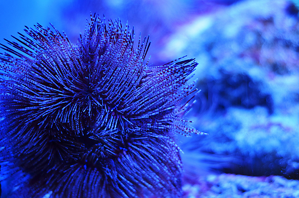 포토 JPG 해외이미지 식물 야생동물 바다 백그라운드 자연 어류 풍경 사람없음 초록색 물 파란색 컬러풀 세계 바닷속 수중 줄무늬 거품 투명 해조류 산호 큼 장어 다이빙 꼬리 상어 암초 수족관 해파리 석호 스펀지 내추럴 광 깊이 소금물 평야 해외202004 해외포토 자연요소 동물 컬러 무늬 수영 수중동물 해양식물 자포동물 크기 생태계 수중스포츠 파일형식 이미지허브