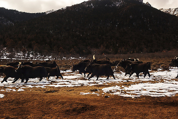 포토 JPG 해외이미지 동물 아시아 여행 산 풍경 사람없음 관광지 중국 소 내추럴 해외202004 해외포토 나라 포유류 파일형식 이미지허브