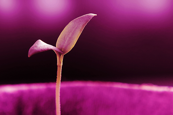 포토 JPG 해외이미지 식물 분홍색 농업 자연 조명 실내 씨앗 사람없음 빨간색 초록색 빛 새싹 정원 보라색 성장 램프 작음 에코 유기농 원예 빛망울 내추럴 모종 생태학 스펙트럼 심기 온실 인공 자외선 주도 그리너리 해외202004 해외포토 웰빙 교육 산업 컬러 모션 취미 내부 환경 예절 크기 생태계 파일형식 트랜드컬러 이미지허브