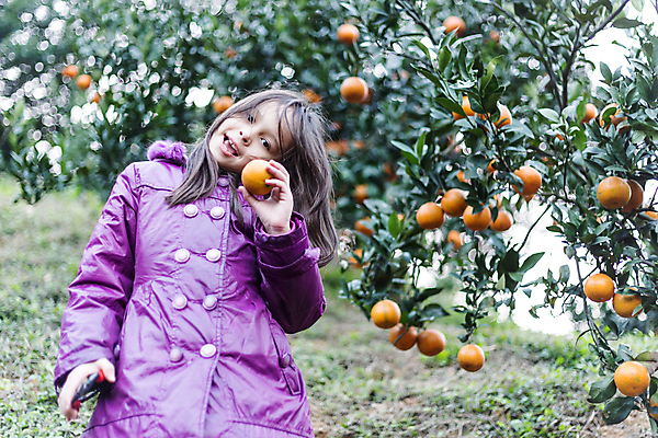 포토 JPG 해외이미지 나무 식물 백인 계절 행복 어린이 음식 겨울 농업 오렌지 과일 자연 귤 건강 한명 사람 초록색 농작물 농장 정원 보라색 중국 수확 신선 과수원 수집 대만 먹기 유기농 다인종 혼혈 해외202004 해외포토 서양인 1 웰빙 감정 산업 아시아 컬러 모션 인종 생태계 다문화 파일형식 이미지허브