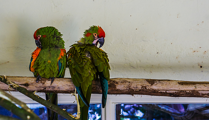 포토 JPG 해외이미지 동물 커플 조류 함께함 동물원 종류 앉기 사람없음 빨간색 초록색 반려동물 컬러풀 미국 활발 보호 청소 깃털 신분 앵무새 새장 멸종 볼리비아 위기 이국적 인기 진실 목차 해외202004 해외포토 컬러 컨셉 북아메리카 관계 모션 아메리카 케이지 파일형식 이미지허브
