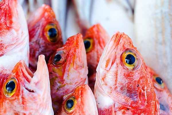 포토 JPG 해외이미지 동물 음식 바다 백그라운드 다이어트 재료 아프리카 낚시 새우 건강 3 어류 요리 사람없음 빨간색 식당 얼음 저녁식사 흰색 신선 잡기 시장 고급 닫기 맛 은색 가난 해산물 유기농 날것 도미 소금 포트 자원 유지 매각 오메가 해외202004 해외포토 자연요소 웰빙 나라 컬러 컨셉 모션 레저 갑각류 상점 식사 수중동물 파일형식 이미지허브