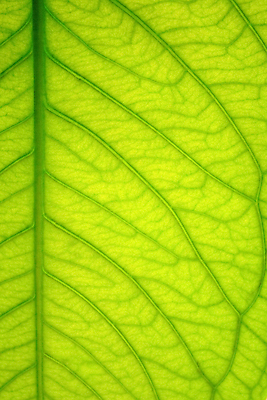 포토 JPG 해외이미지 나무 식물 백그라운드 잎 자연 사람없음 초록색 봄 닫기 묘사 질감 정맥 해외202004 해외포토 계절 컬러 모션 생태계 혈관 파일형식 이미지허브