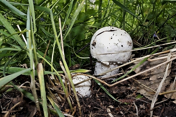 포토 JPG 해외이미지 접시 음식 재료 자연 건강 요리 사람없음 버섯 흙 성장 흰색 먹기 유기농 내추럴 채식주의자 해외202004 해외포토 식기 웰빙 컬러 모션 생태계 채식 파일형식 이미지허브