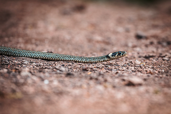 포토 JPG 해외이미지 동물 손 유럽 아시아 야생동물 백그라운드 패턴 오렌지 파충류 자연 생물 저울 이끼 동양인 사람없음 초록색 물 노란색 머리 봄 점 뱀 롤 육식동물 실뭉치 내추럴 동물상 해외202004 해외포토 자연요소 계절 나라 컬러 무늬 과일 인종 신체부위 조형물 생태계 파일형식 이미지허브