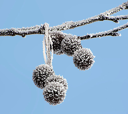 포토 JPG 해외이미지 나무 계절 크리스마스 겨울 공 하늘 사람없음 장식 파란색 냉동 얼음 나뭇가지 서리 대패 플라타너스 해외202004 해외포토 자연요소 식물 기념일 컬러 파일형식 이미지허브