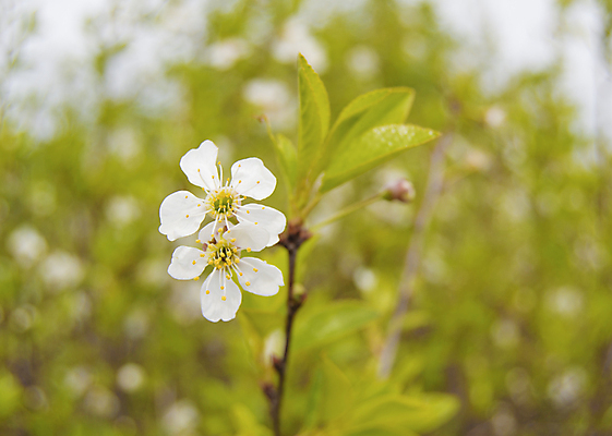 포토 JPG 해외이미지 나무 식물 계절 꽃잎 꽃 백그라운드 잎 꽃무늬 자연 사람없음 야외 초록색 여름 정원 침묵 봄 성장 벚꽃 흰색 나뭇가지 신선 개화 체리 소프트포커스 시작 부드러움 내추럴 해외202004 해외포토 컬러 무늬 과일 촬영기법 소리 감각 생태계 파일형식 이미지허브