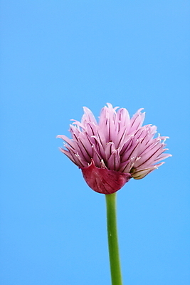 포토 JPG 해외이미지 꽃잎 꽃 줄기 재료 양파 요리 사람없음 맛 허브 해외202004 해외포토 식물 컨셉 채소 파일형식 이미지허브
