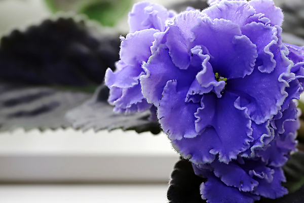 포토 JPG 해외이미지 식물 여자 기념일 꽃 꽃다발 결혼 백그라운드 컨셉 잎 결혼식 휴가 주택 사람없음 내부 파란색 우주 보라색 봄 활발 벚꽃 흰색 축하 신선 오픈 신용카드 생일 개화 우아함 닫기 제비꽃 원예 내추럴 2월 비올라 탄자니아 어머니의날 제의 해외202004 해외포토 계절 컬러 모션 아프리카 사람 이벤트 취미 건물 금융 날짜 미국문화 파일형식 찰현악기 이미지허브