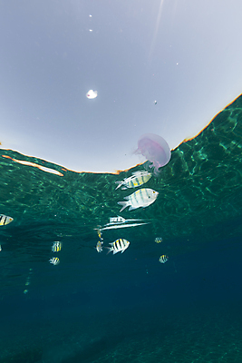 포토 JPG 해외이미지 식물 동물 모래 바다 백그라운드 자연 표면 어류 풍경 사람없음 물 파란색 컬러풀 햇빛 태양 바닷속 수중 광선 산호 아래 다이빙 장면 암초 해파리 깊이 소금물 이국적 침몰 파라다이스 해외202004 해외포토 자연요소 컬러 수영 수중동물 자포동물 방향 생태계 위치 수중스포츠 파일형식 이미지허브