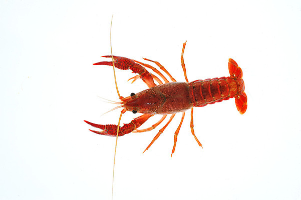 포토 JPG 해외이미지 동물 한마리 야생동물 음식 절지류 새우 안테나 갑각류 그림자 사람없음 가로 초록색 강 하이앵글 컬러풀 활발 흰색 신선 가재 해산물 흰배경 날것 고립 집게발 해외202004 해외포토 1 뷰포인트 컬러 백그라운드 컨셉 통신 파일형식 이미지허브