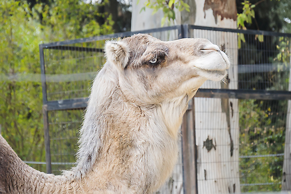 포토 JPG 해외이미지 동물 1 남자 모래 여행 컨셉 포유류 교통시설 아프리카 자연 염소 생물 건조 털 이집트 사람없음 야외 여름 모래사장 갈색 머리 걷기 사막 뜨거움 큼 모피 모래언덕 사파리 싱글 장면 낙타 아라비아 사하라 단봉낙타 동물상 이국적 혼자 해외202004 해외포토 계절 나라 바다 컬러 교통 모션 사람 신체부위 조형물 크기 언덕 시설 생태계 파일형식 이미지허브