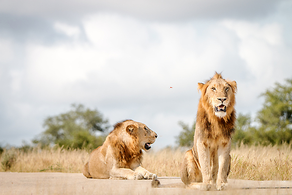 포토 JPG 해외이미지 동물 야생동물 여행 포유류 아프리카 자연 생물 털 동물원 사람없음 환경 고양이 힘 분노 황무지 위험 사자 큼 왕 모피 사파리 리더 육식동물 사냥꾼 멸종 사자자리 표범 내추럴 사바나 웅장함 해외202004 해외포토 직업 감정 나라 컨셉 반려동물 별자리 크기 생태계 파일형식 이미지허브